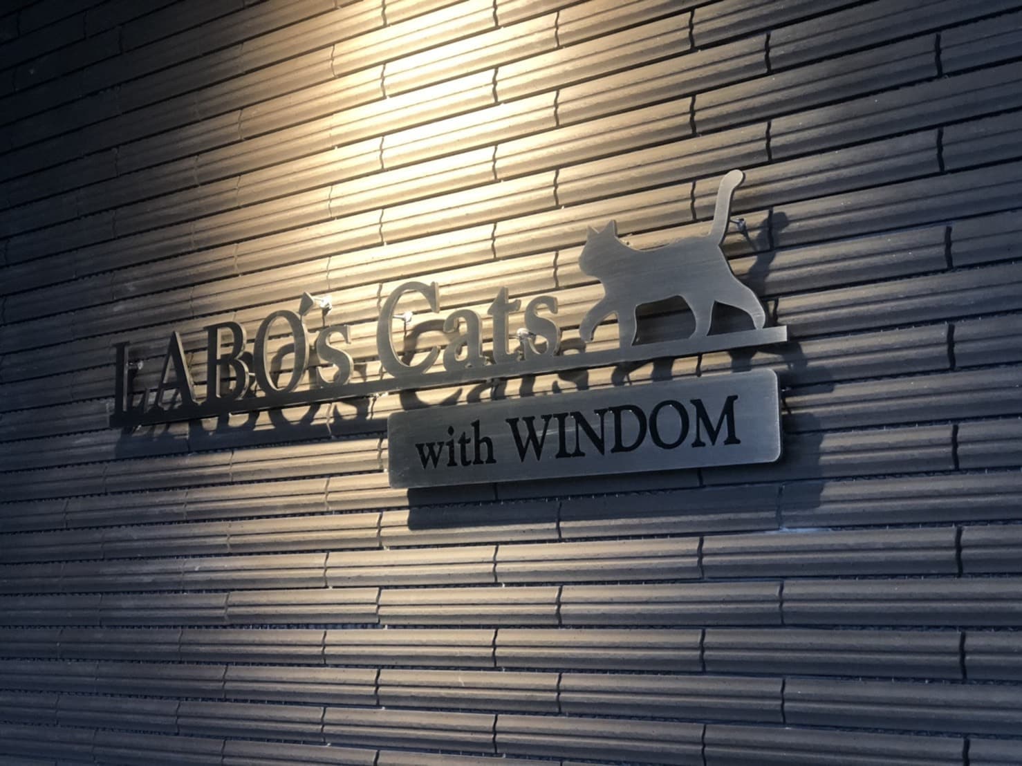 laboscatwithwindom_(2).jpg